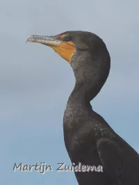 Phalacrocorax auritus floridanus